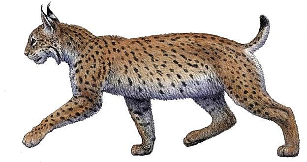 Recreación del lince ibérico que habitó en Quibas hace un millón de años.