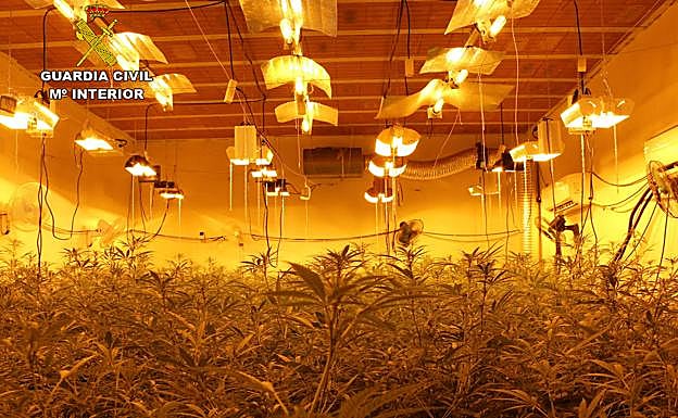 Plantación de droga encontrada por la Guardia Civil.