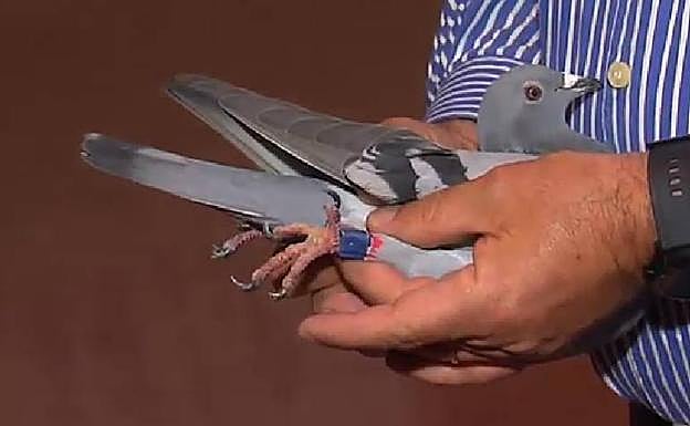 Decenas de palomas mensajeras desorientadas llegan a Galicia por error por los efectos de un temporal