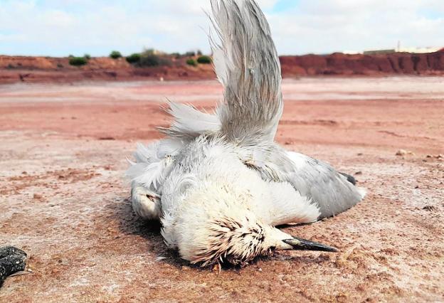 Cadáver de una gaviota de Audouin, esta semana en Torreciega. 