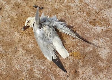 Imagen secundaria 1 - Denuncian la muerte de más aves en las balsas de residuos de Zinsa