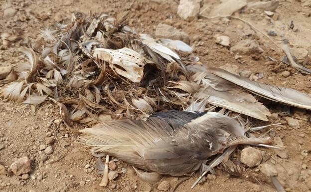 Imagen principal - Denuncian la muerte de más aves en las balsas de residuos de Zinsa