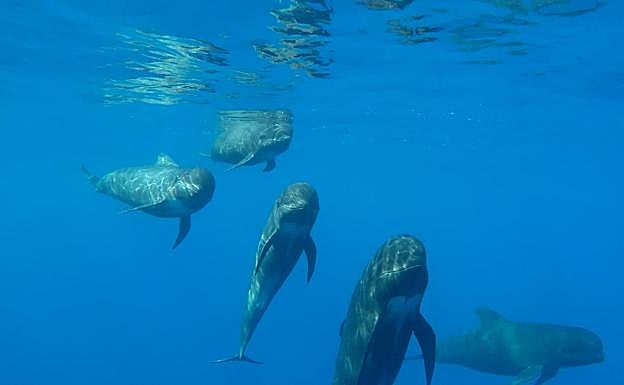 Calderón común ('Globicephala melas') avistados en Mazarrón.