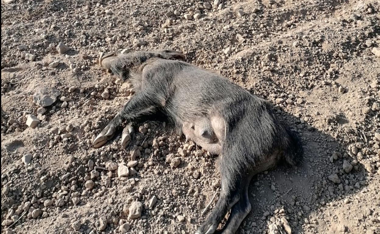 Uno de los ejemplares de jabalí que murió tras el atropello. 