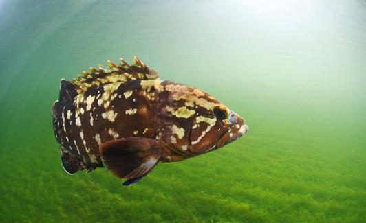 Un mero nada sobre una pradera marina en la laguna.