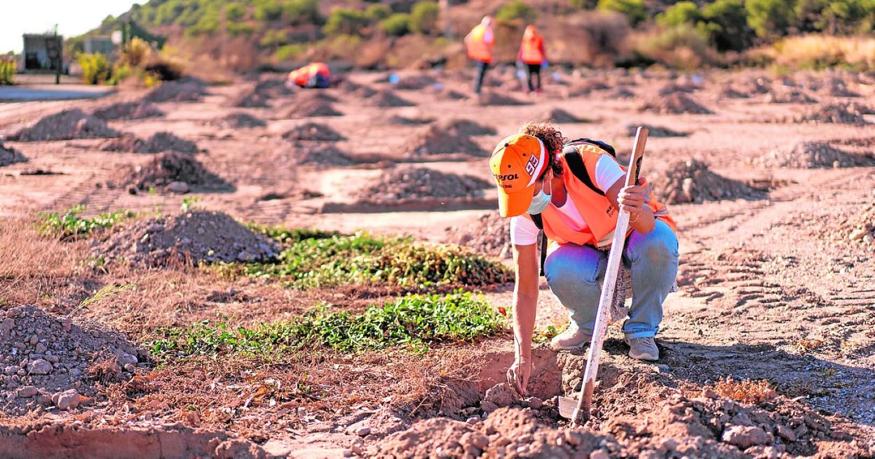 Repsol impulsa la reforestación de más de veinte hectáreas en Cartagena.