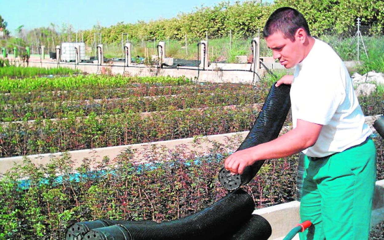 Fundown Plant realiza todo tipo de servicios de jardinería. 