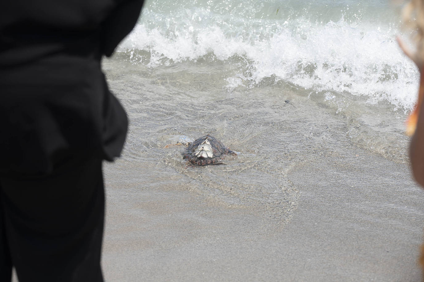 Fotos: Las tortugas bobas de La Manga descubren el mar