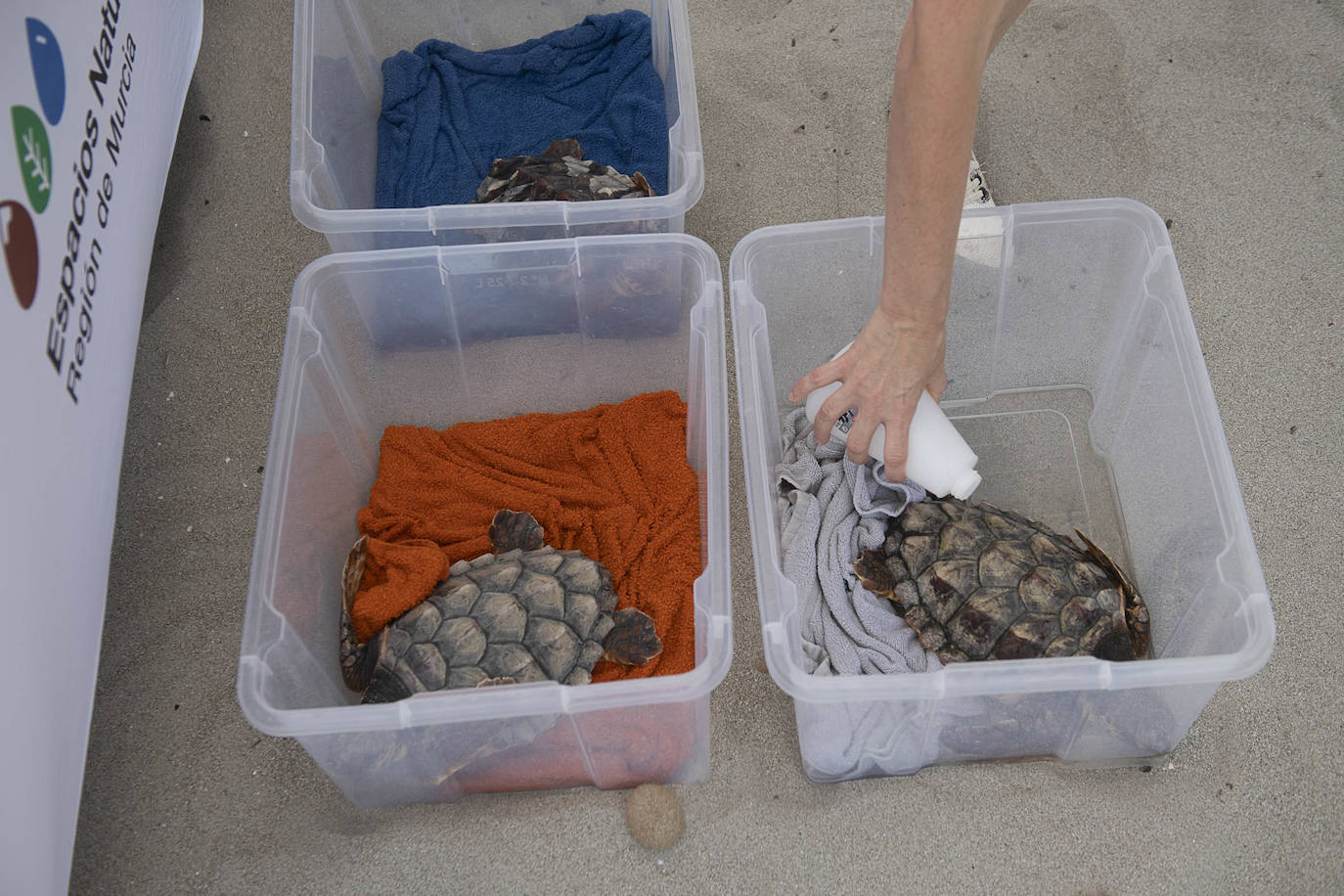 Fotos: Las tortugas bobas de La Manga descubren el mar