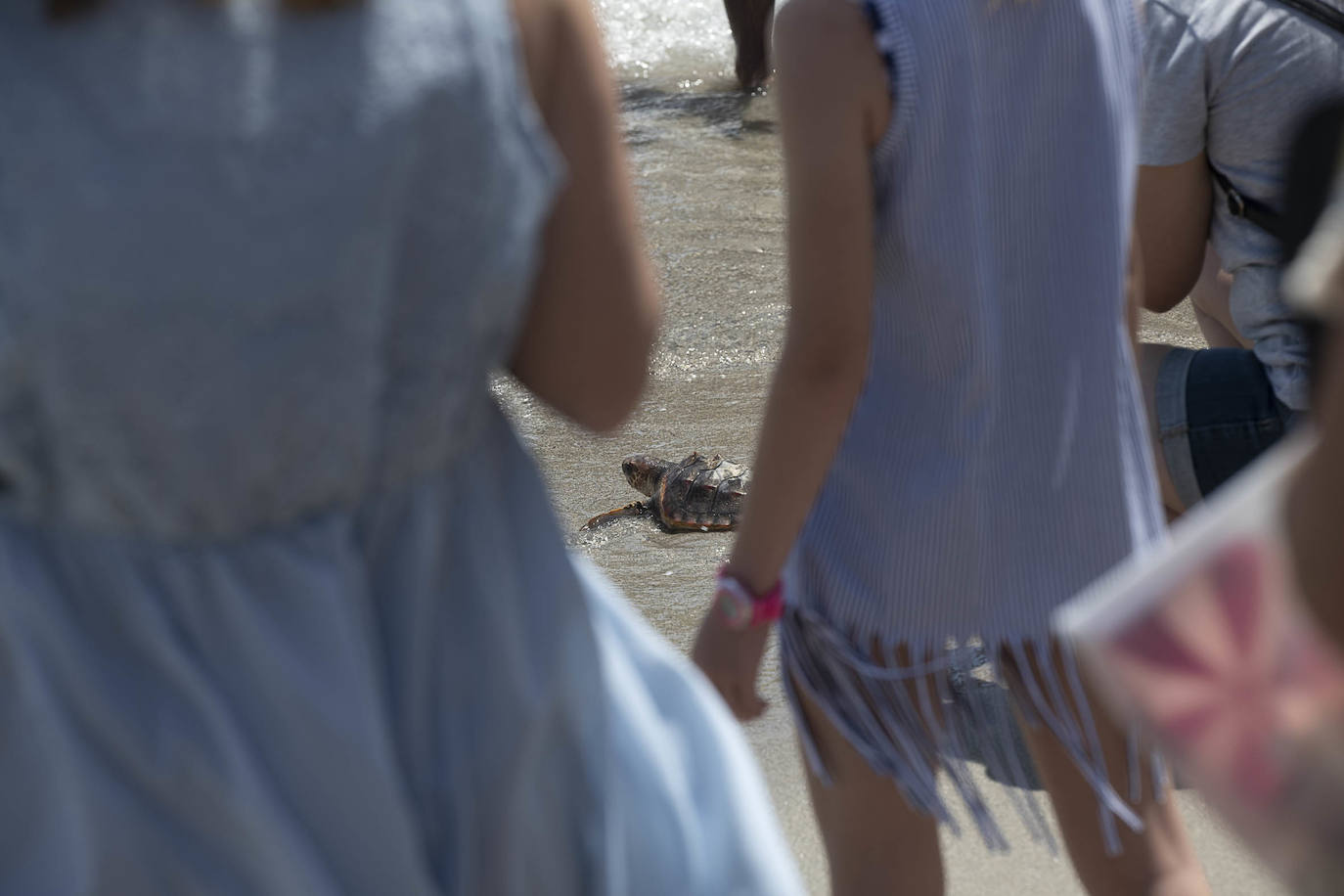 Fotos: Las tortugas bobas de La Manga descubren el mar