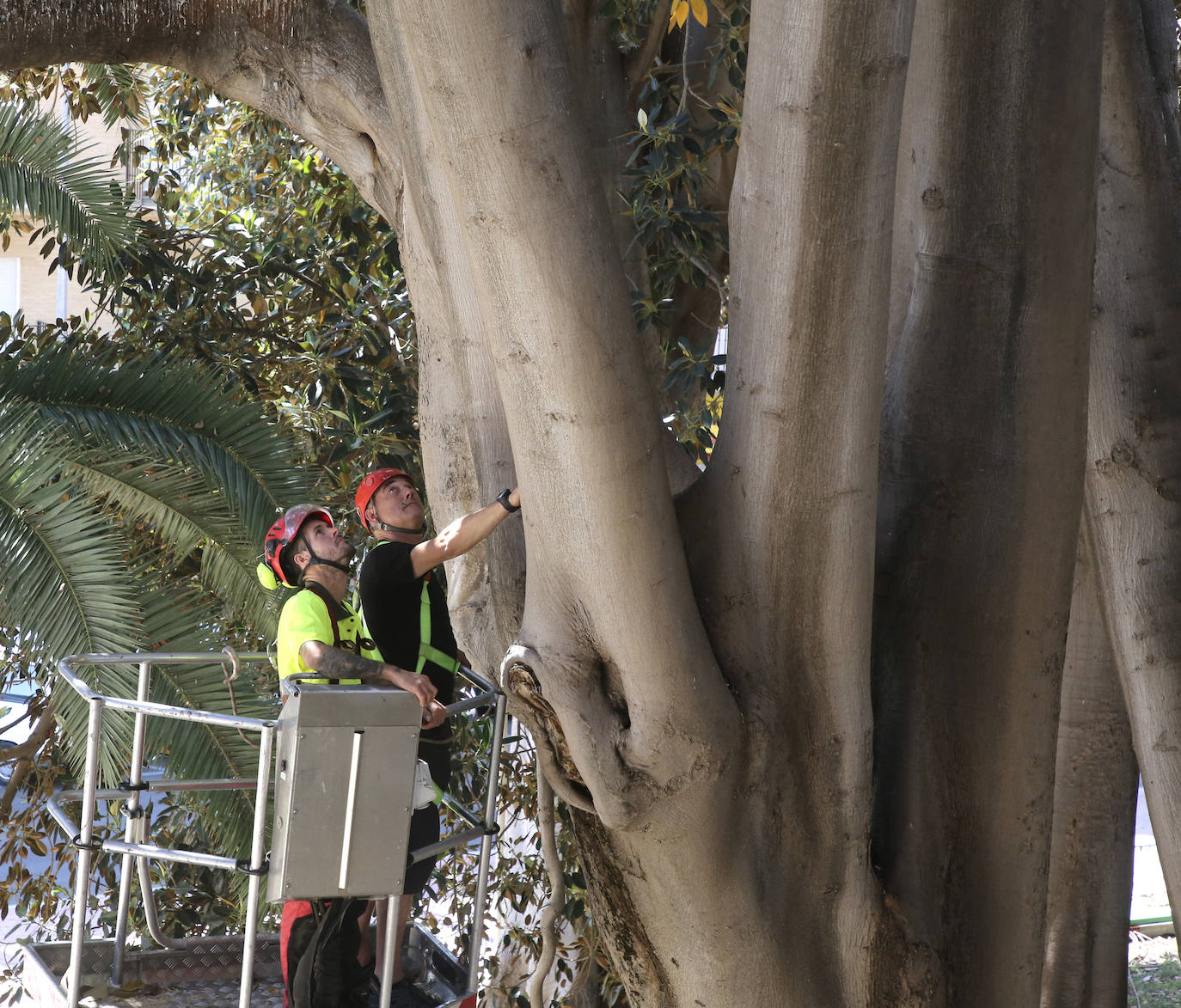 Fotos: Chequeo a los grandes ficus de Murcia