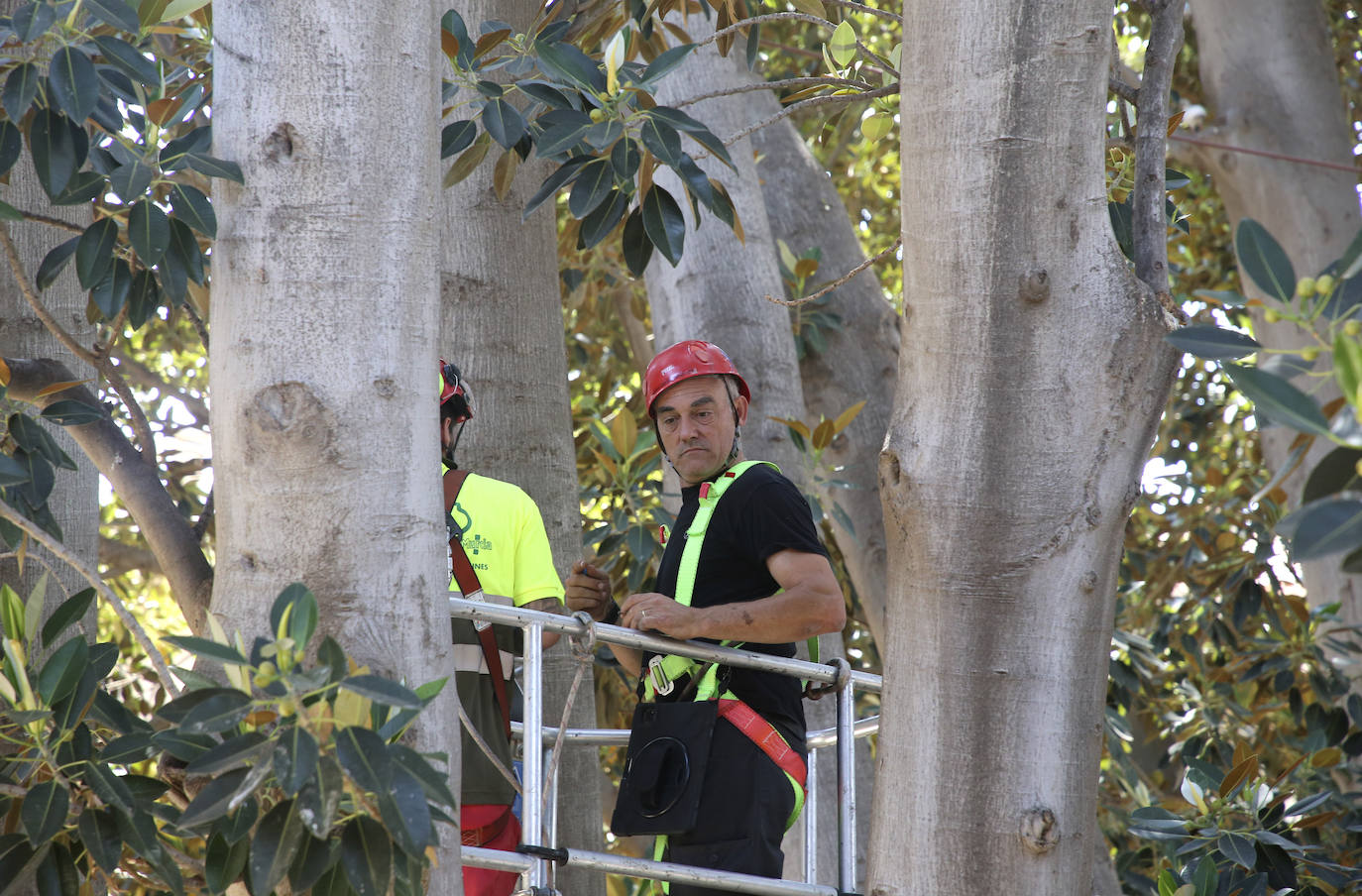 Fotos: Chequeo a los grandes ficus de Murcia