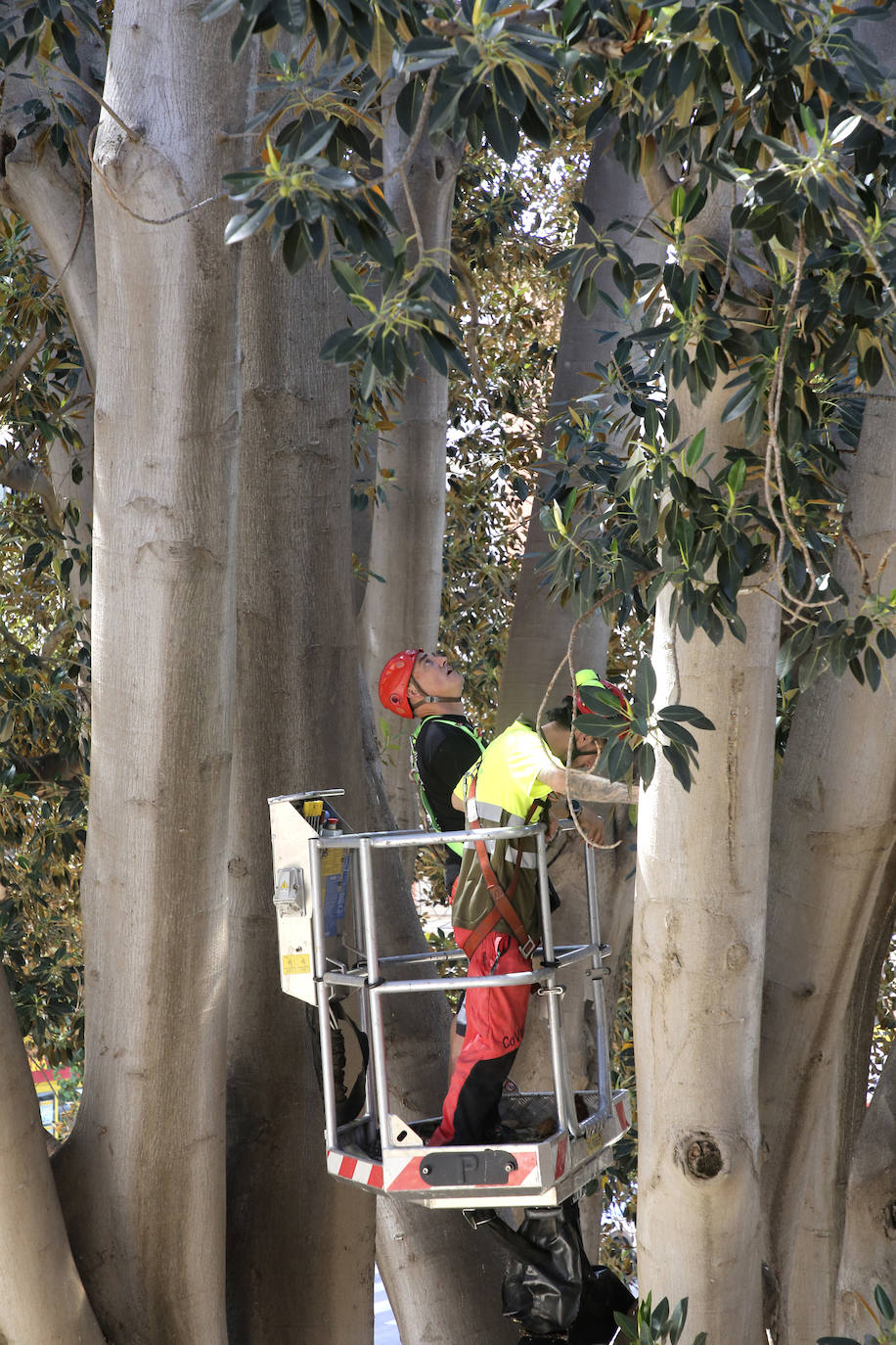 Fotos: Chequeo a los grandes ficus de Murcia