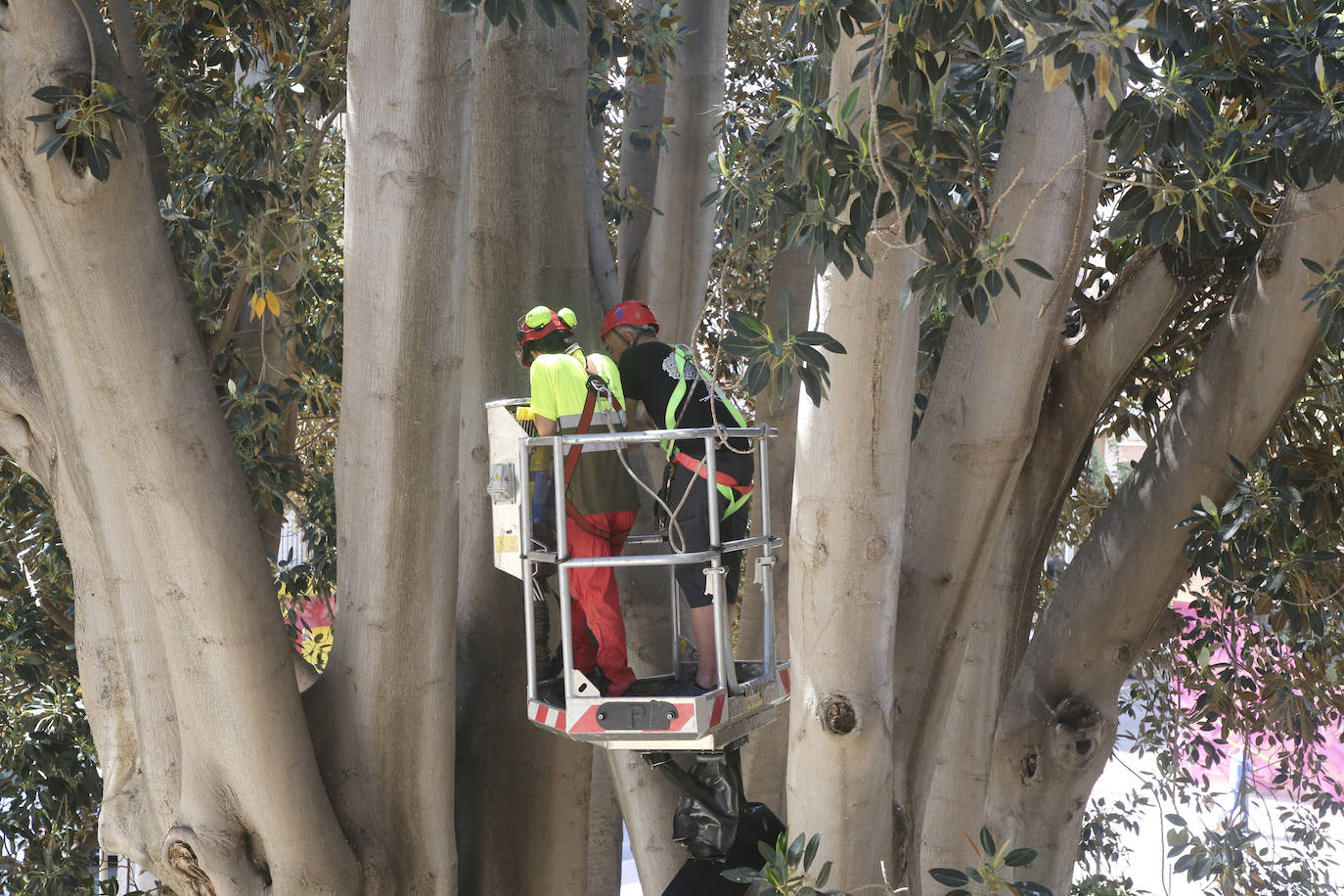 Fotos: Chequeo a los grandes ficus de Murcia