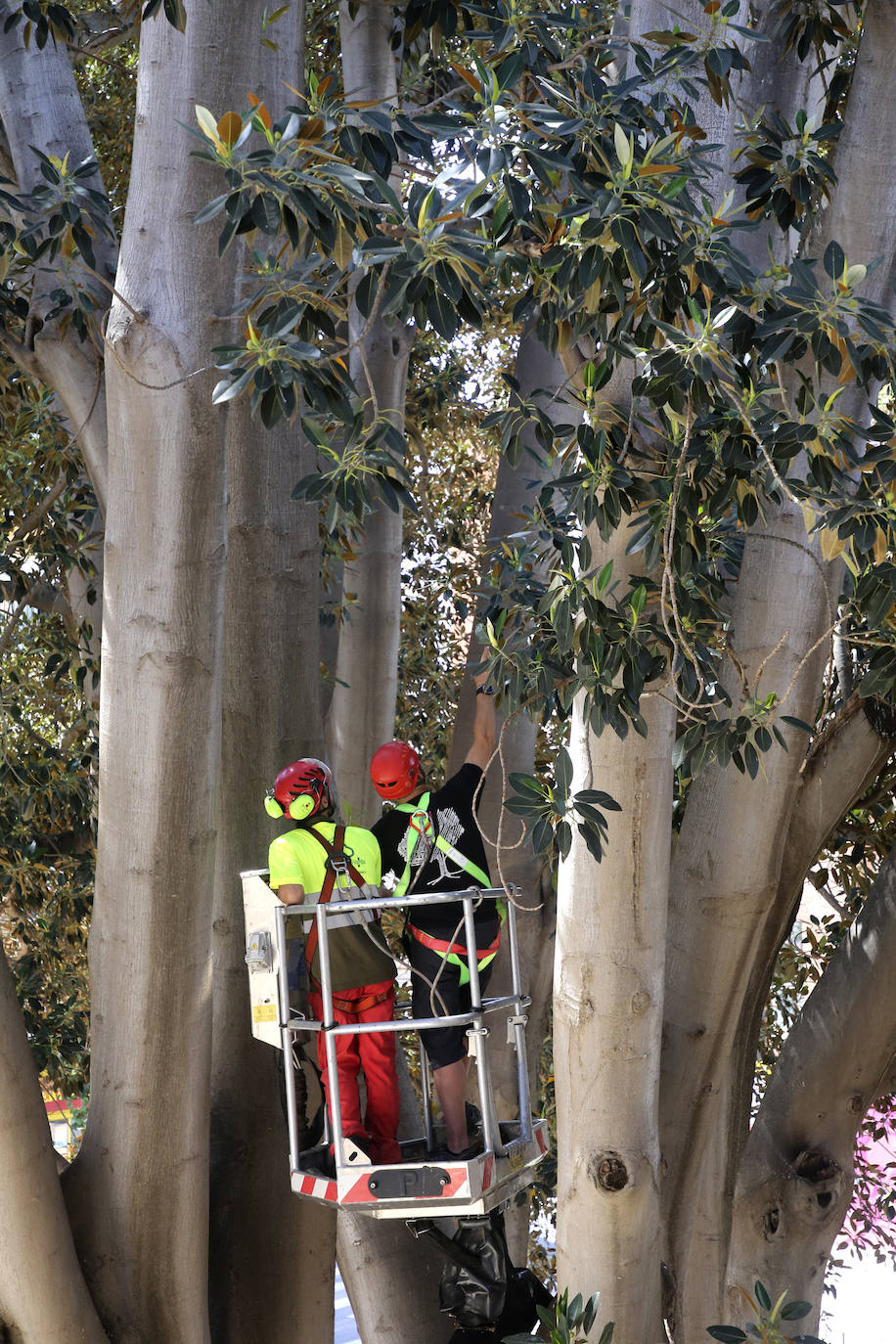 Fotos: Chequeo a los grandes ficus de Murcia