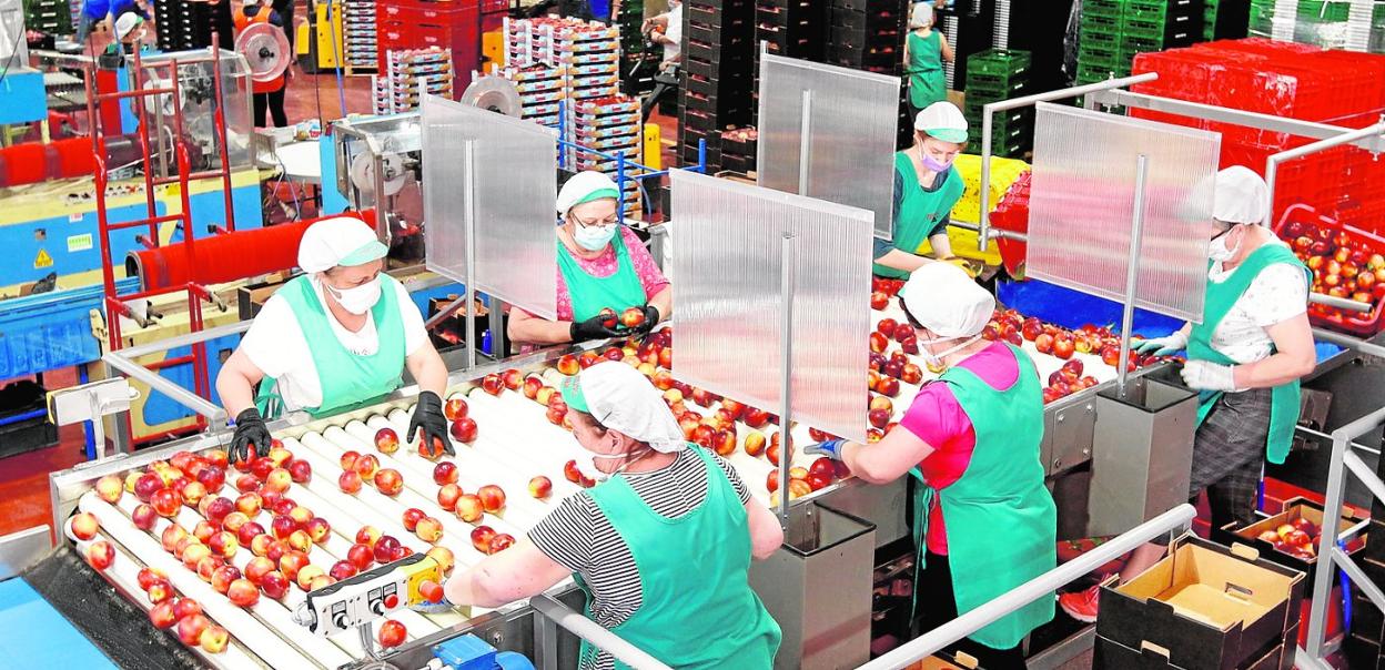 Interior de una empresa frutícola de Abarán que ha adaptado sus instalaciones a las circunstancias de la pandemia. 