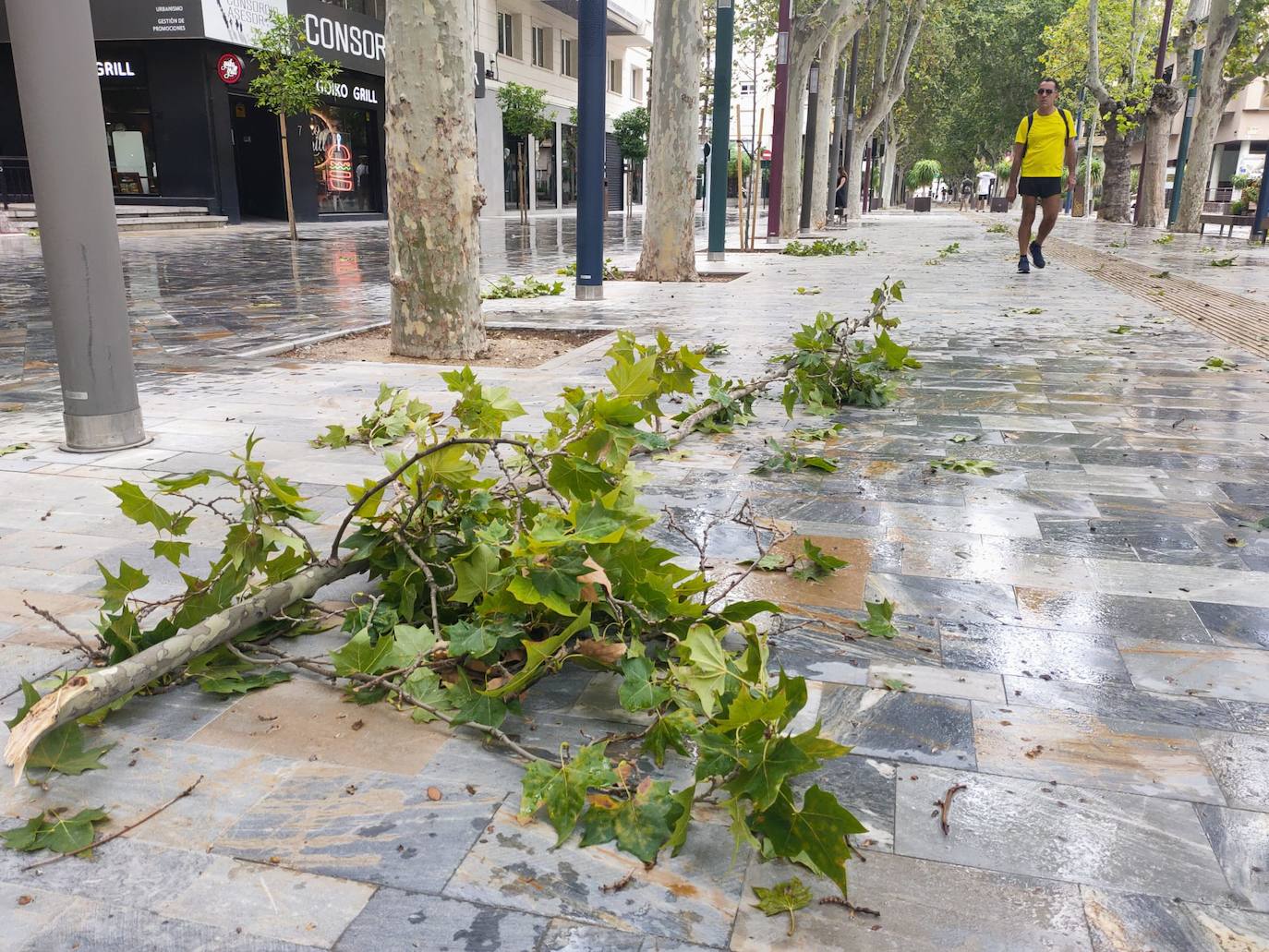 Ramas caídas en la Avenida de Alfonso X en Murcia.