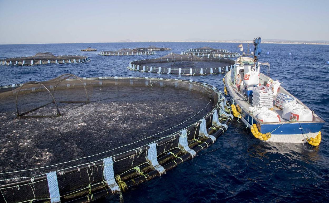 Viveros marinos de doradas y lubinas de la empresa de acuicultura Albaladejo, ubicados en San Pedro. 