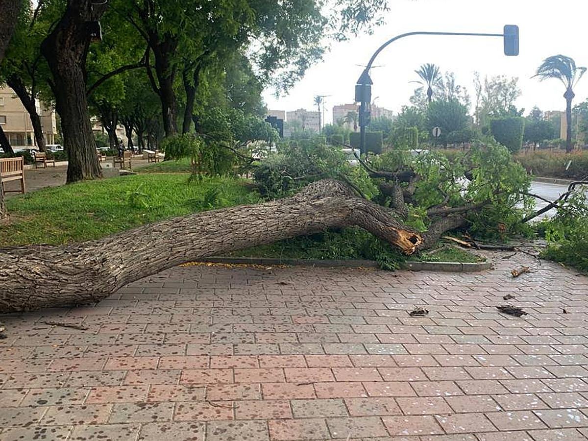 Árbol Caído en Murcia, este lunes.