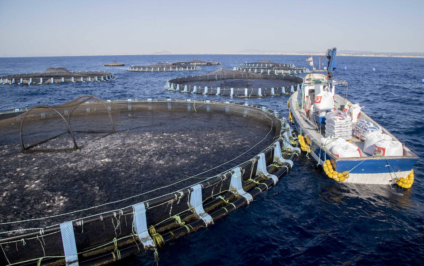 Fotos: Viveros marinos de doradas y lubinas en San Pedro