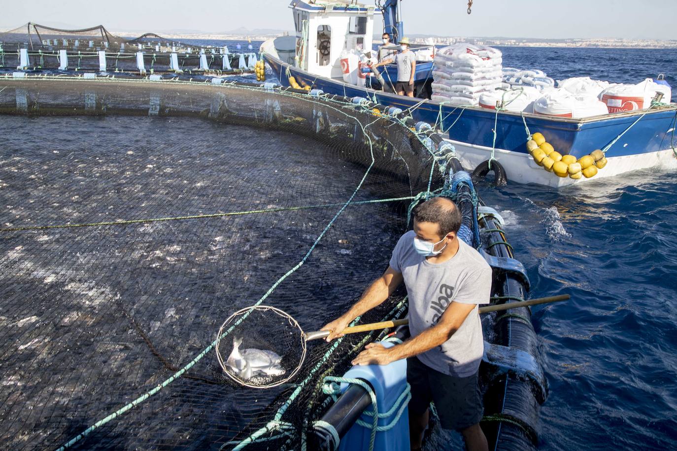 Fotos: Viveros marinos de doradas y lubinas en San Pedro