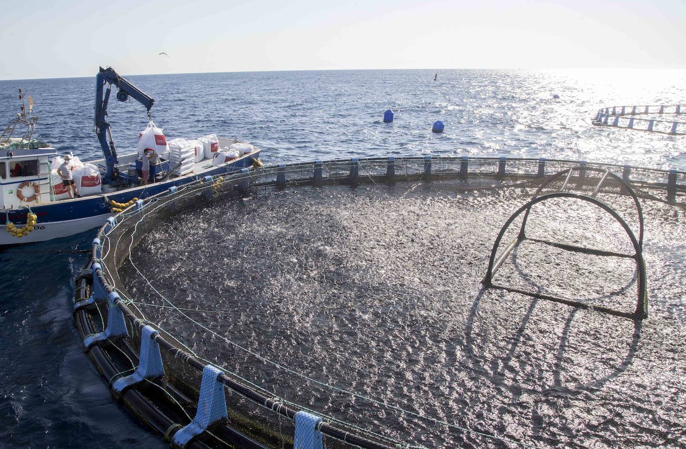 Fotos: Viveros marinos de doradas y lubinas en San Pedro