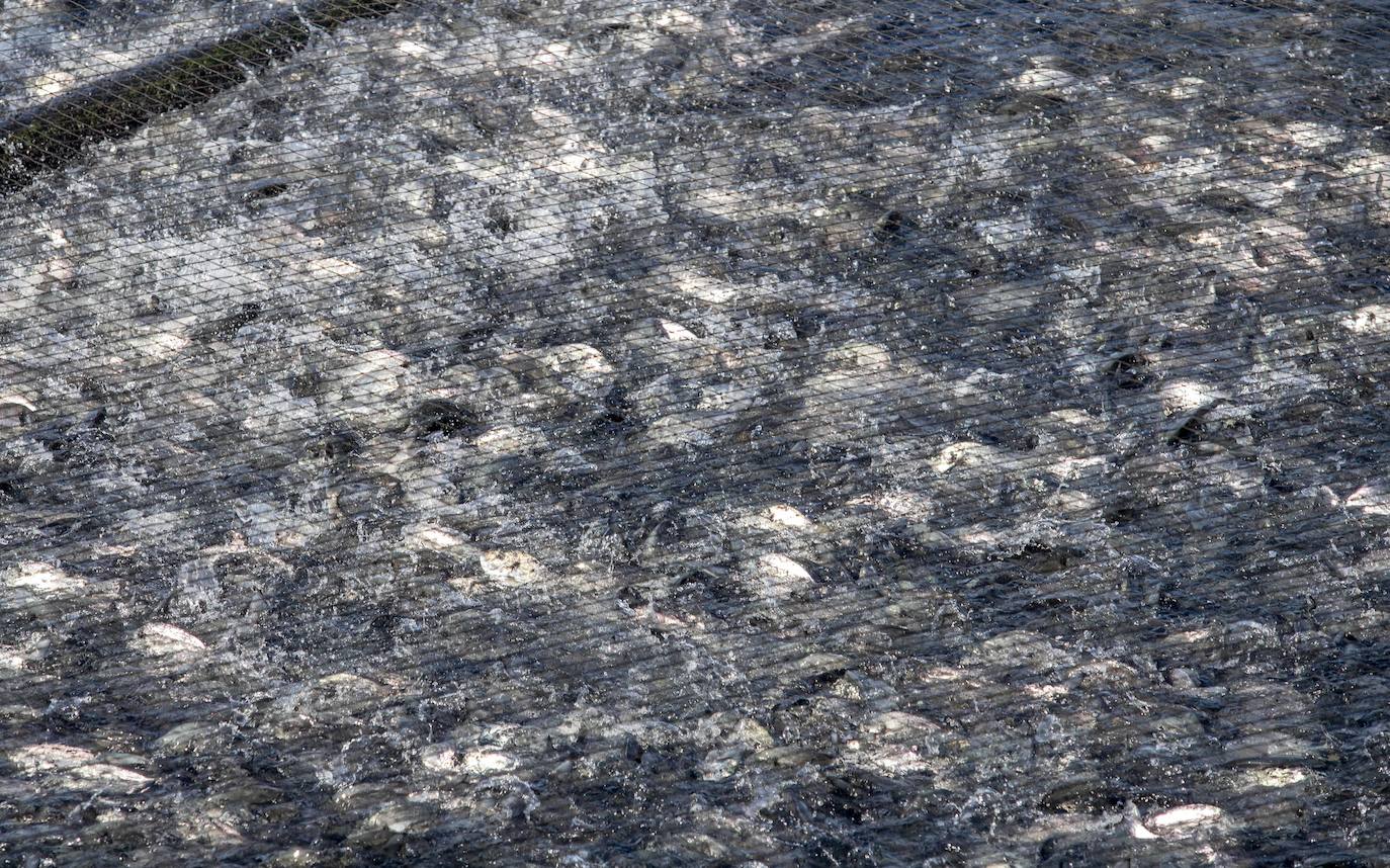 Fotos: Viveros marinos de doradas y lubinas en San Pedro