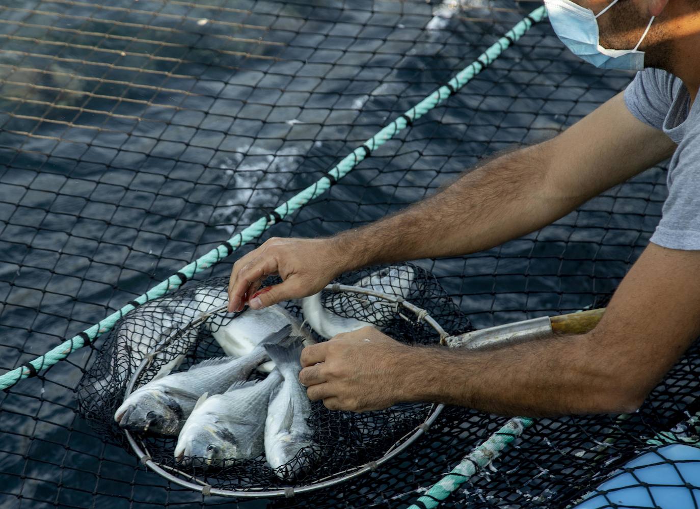 Fotos: Viveros marinos de doradas y lubinas en San Pedro