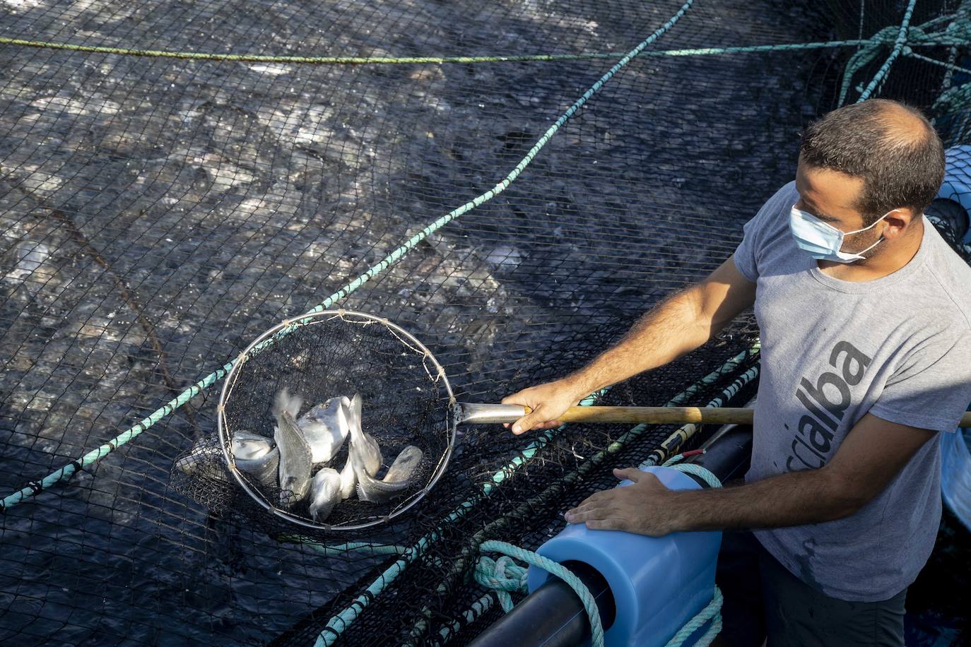Fotos: Viveros marinos de doradas y lubinas en San Pedro