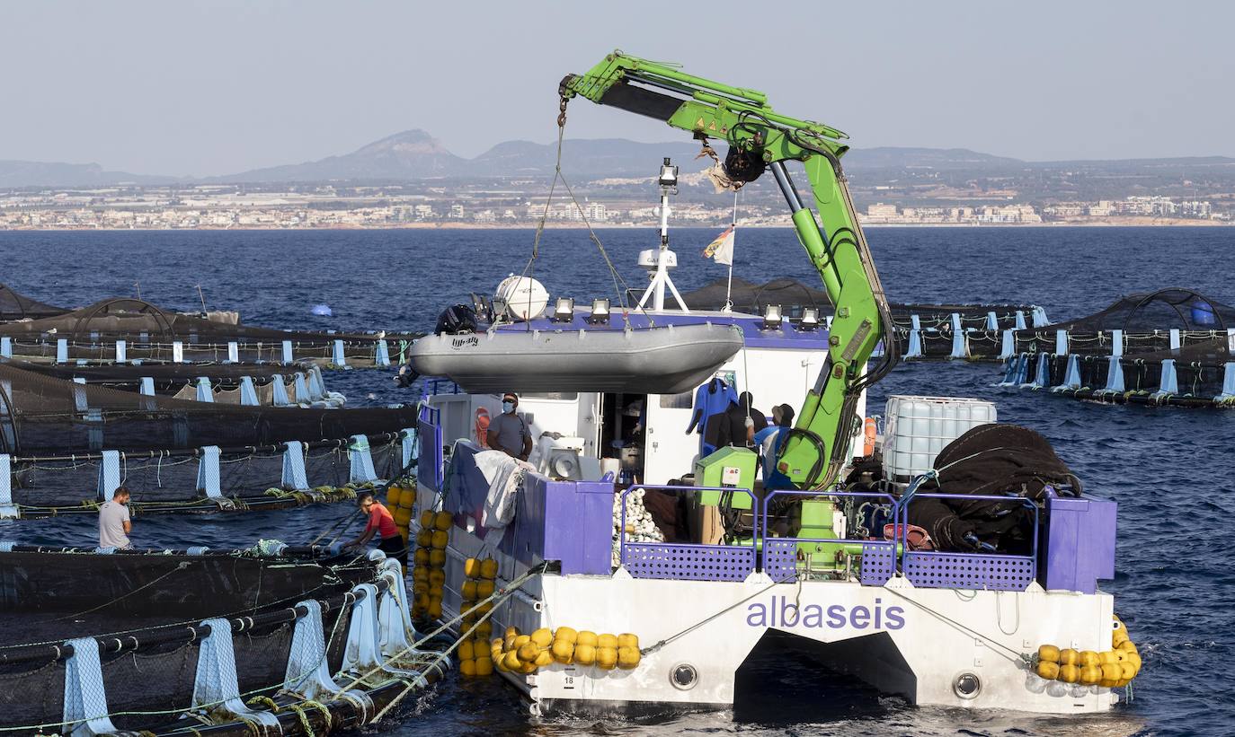 Fotos: Viveros marinos de doradas y lubinas en San Pedro