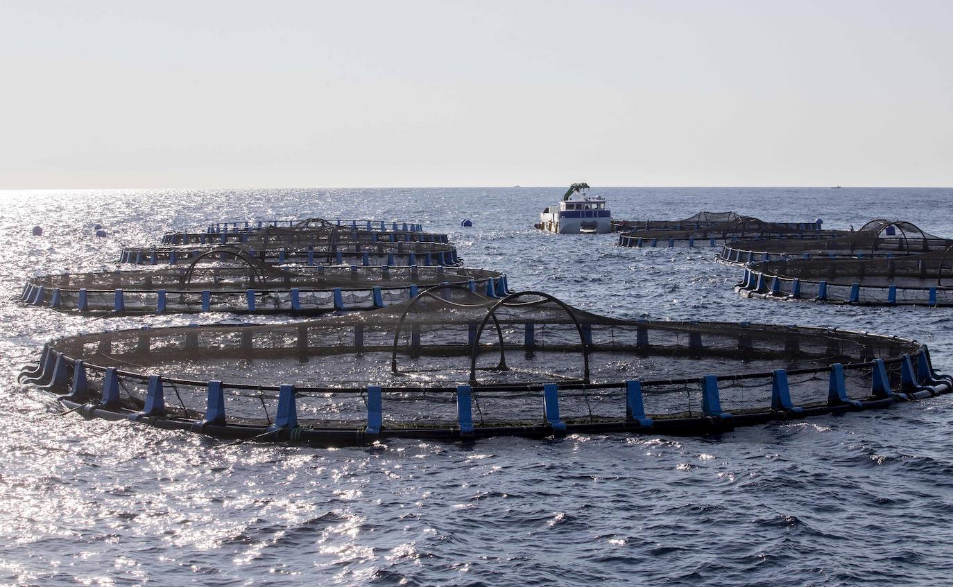 Fotos: Viveros marinos de doradas y lubinas en San Pedro