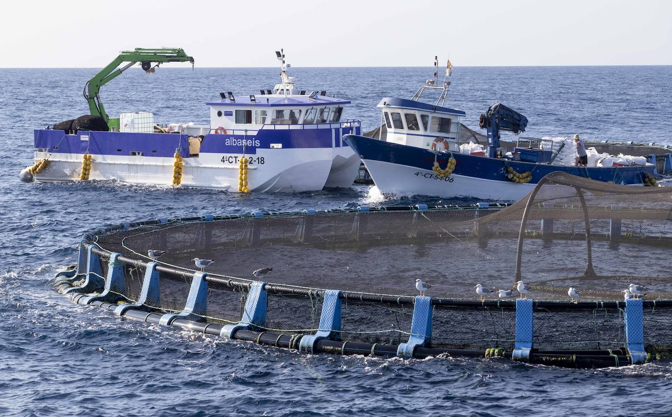 Fotos: Viveros marinos de doradas y lubinas en San Pedro