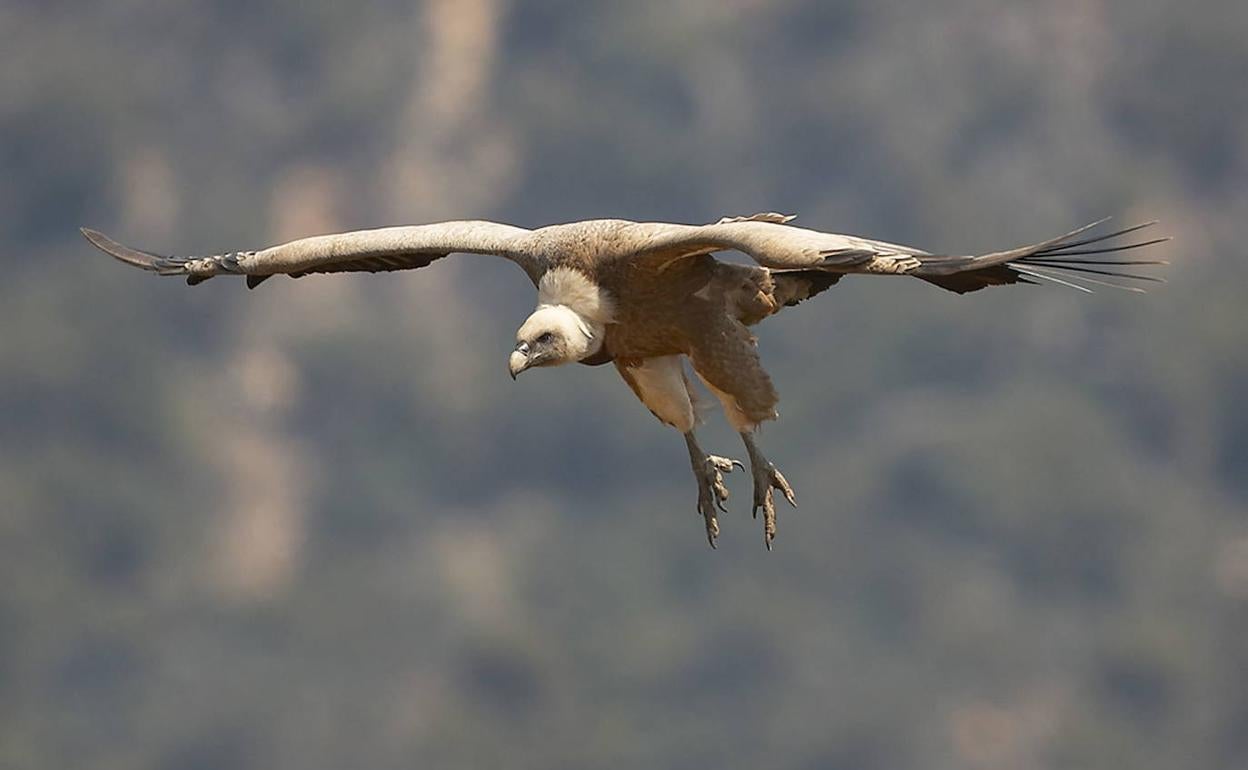 Buitre leonado en pleno vuelo.