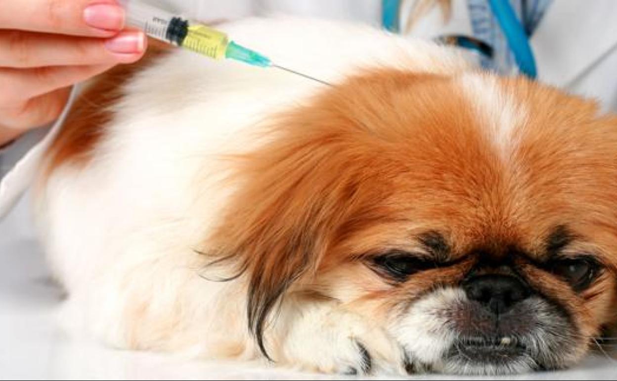 Farmacéuticos y Veterinarios de la Región colaborarán para facilitar el acceso a medicamentos de uso animal