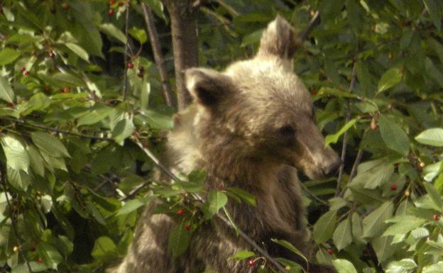 Antes merodeaban por pequeñas aldeas cerca del monte, sin embargo ahora se han adentrado en esta localidad de casi 9.000 habitantes