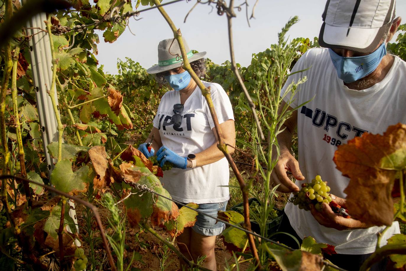 Fotos: Estudiantes y profesores voluntarios vendimian 6.000 kilos de uva en los viñedos de la UPCT