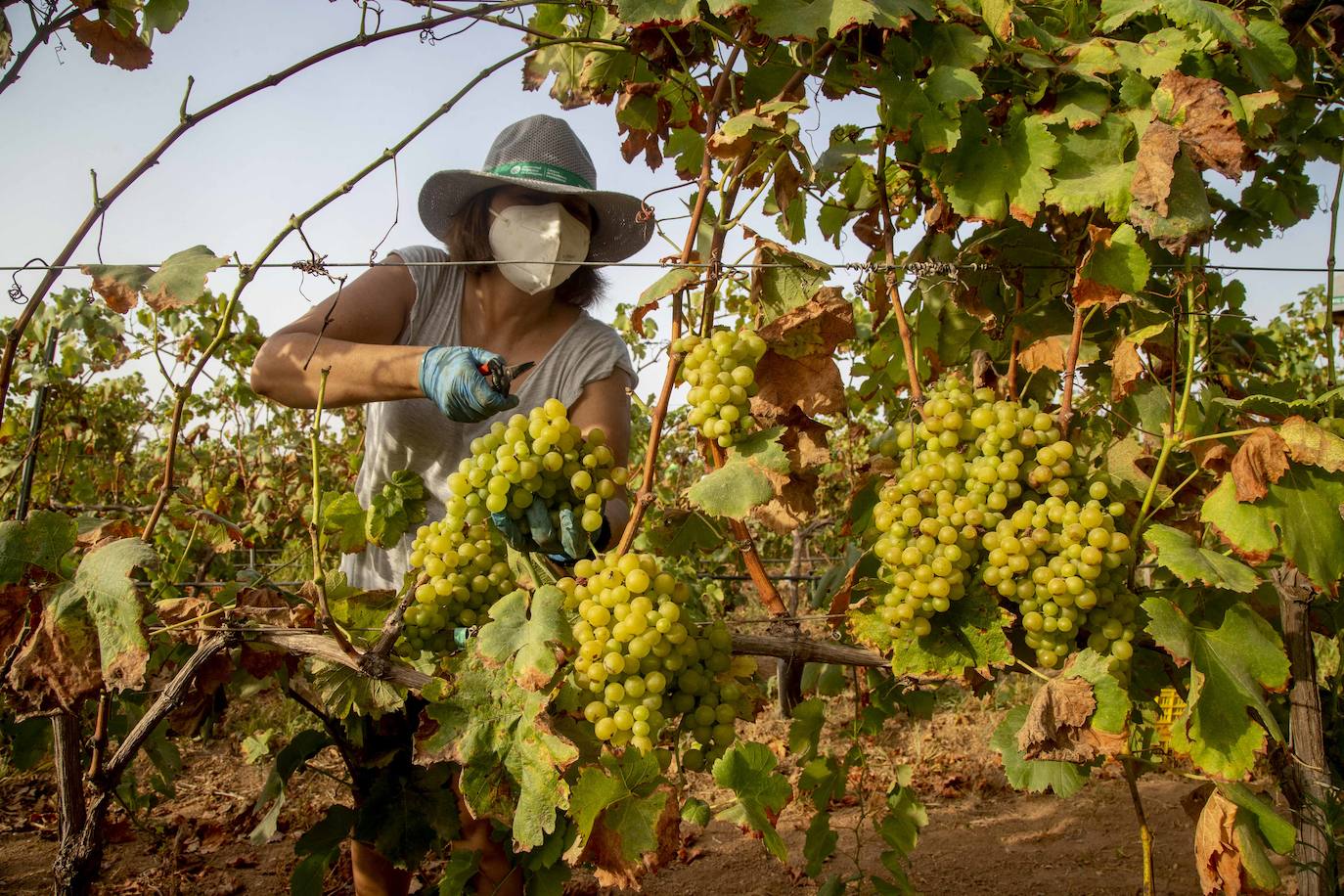 Fotos: Estudiantes y profesores voluntarios vendimian 6.000 kilos de uva en los viñedos de la UPCT