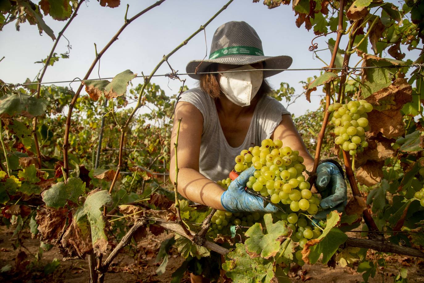 Fotos: Estudiantes y profesores voluntarios vendimian 6.000 kilos de uva en los viñedos de la UPCT