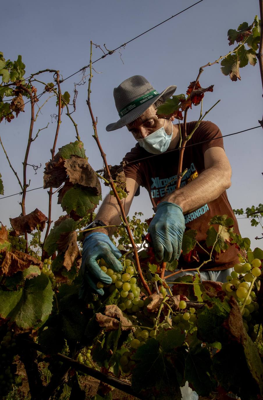 Fotos: Estudiantes y profesores voluntarios vendimian 6.000 kilos de uva en los viñedos de la UPCT