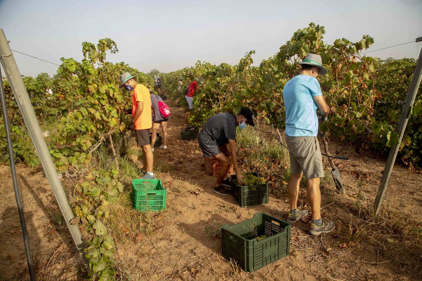 Fotos: Estudiantes y profesores voluntarios vendimian 6.000 kilos de uva en los viñedos de la UPCT