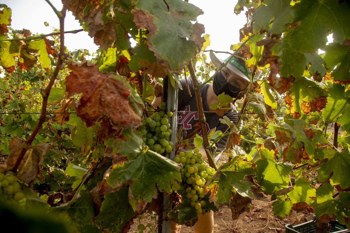 Fotos: Estudiantes y profesores voluntarios vendimian 6.000 kilos de uva en los viñedos de la UPCT