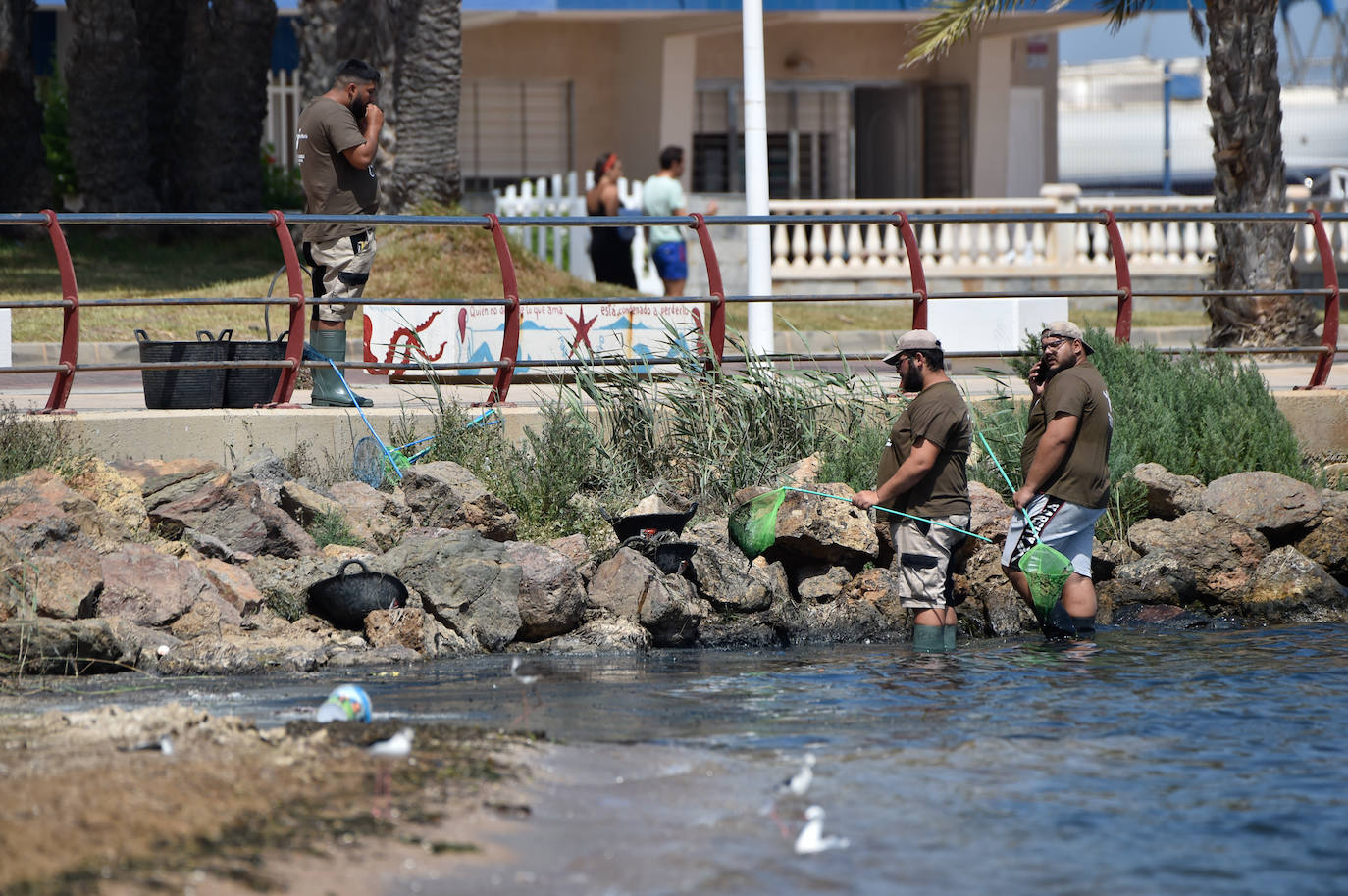 Fotos: Vecinos y turistas, «de luto» por la crisis del Mar Menor