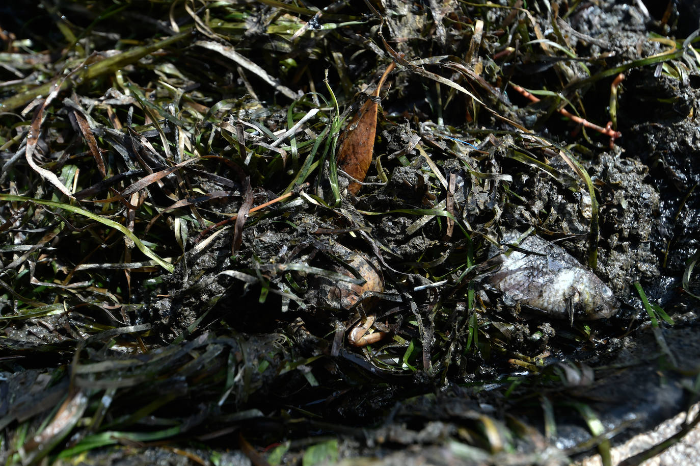Fotos: Vecinos y turistas, «de luto» por la crisis del Mar Menor