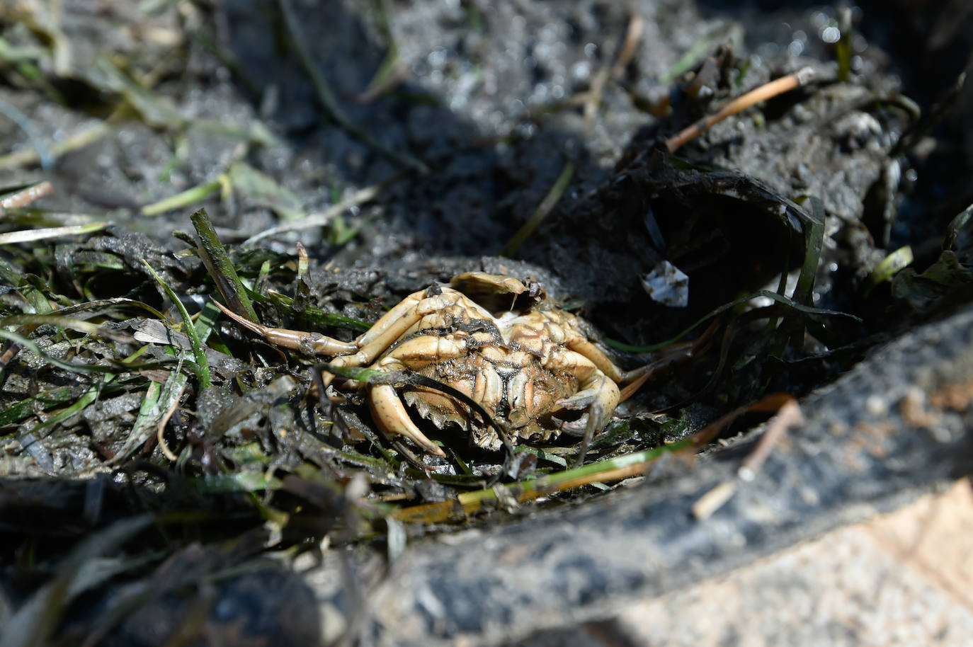 Fotos: Vecinos y turistas, «de luto» por la crisis del Mar Menor