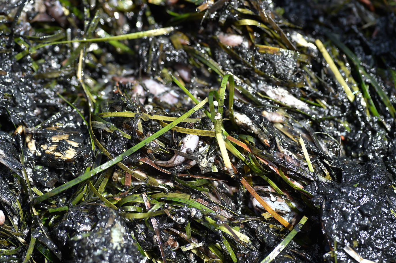 Fotos: Vecinos y turistas, «de luto» por la crisis del Mar Menor