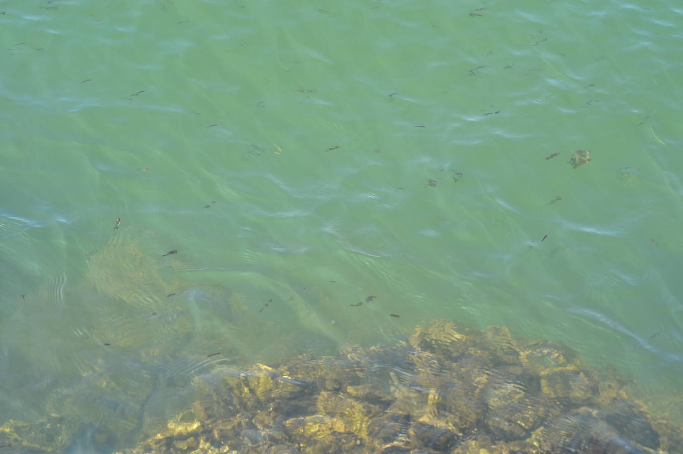 Fotos: Vecinos y turistas, «de luto» por la crisis del Mar Menor