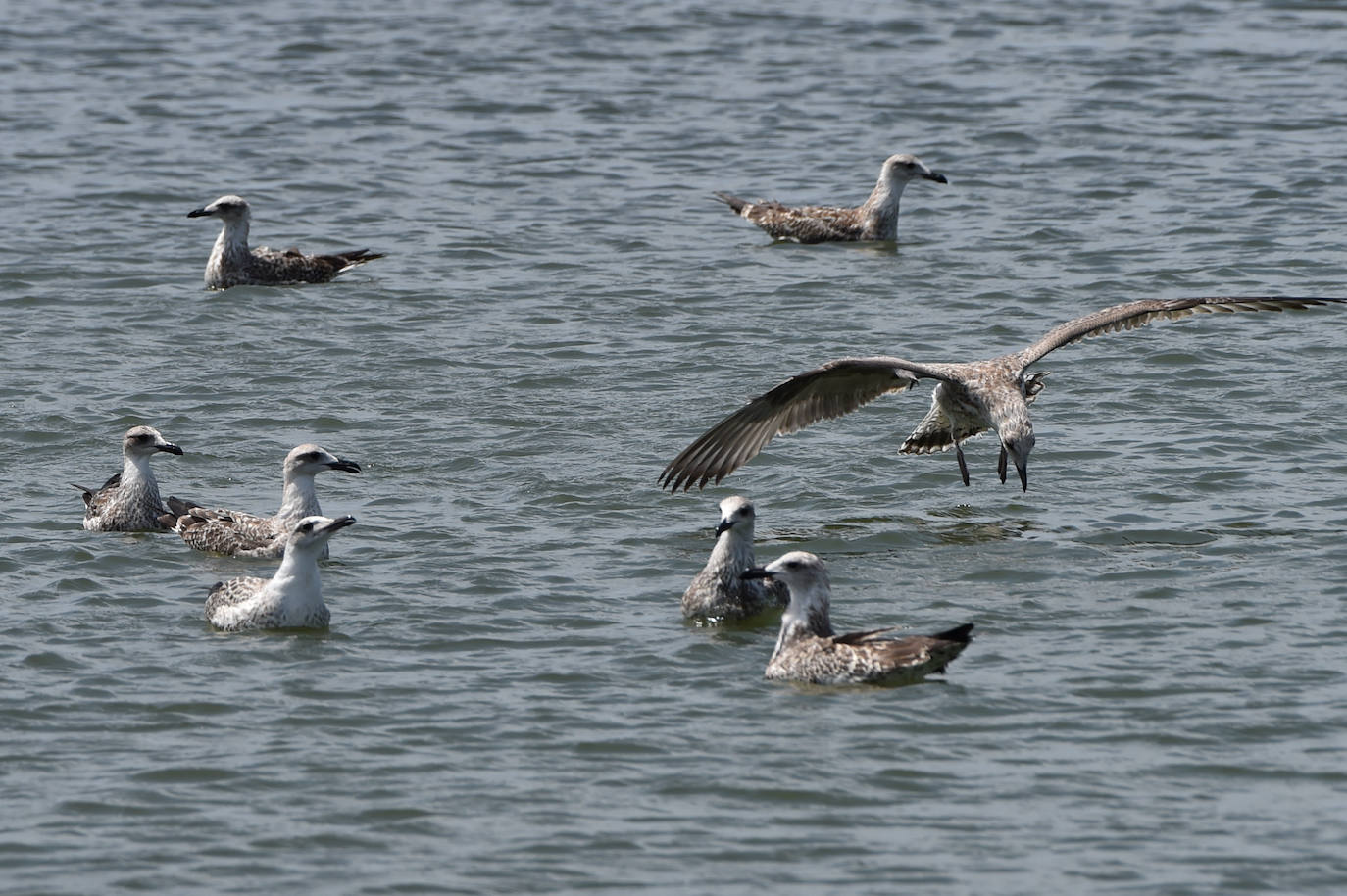 Fotos: Vecinos y turistas, «de luto» por la crisis del Mar Menor