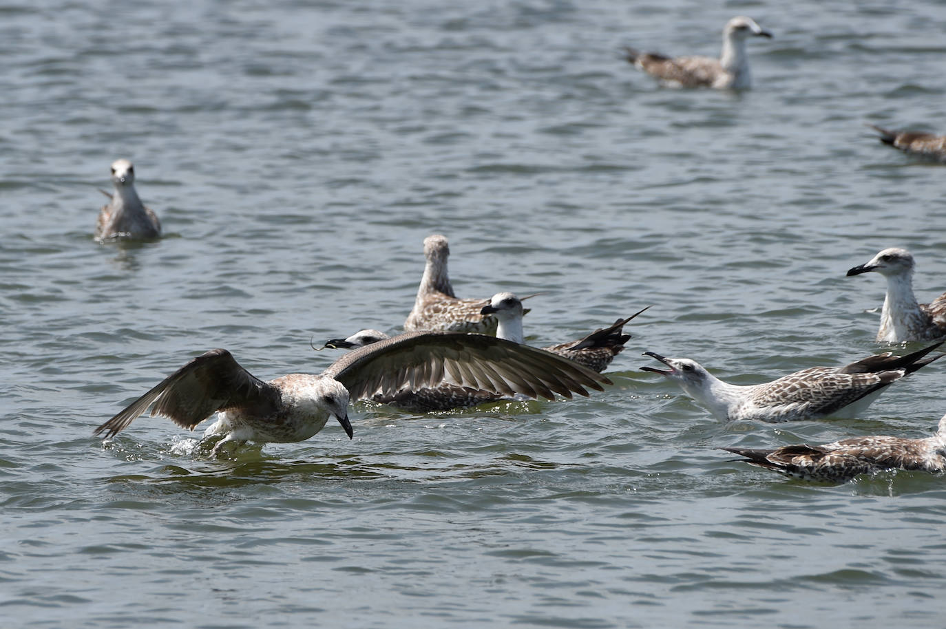 Fotos: Vecinos y turistas, «de luto» por la crisis del Mar Menor