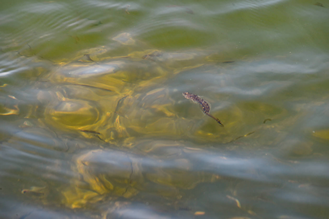 Fotos: Vecinos y turistas, «de luto» por la crisis del Mar Menor