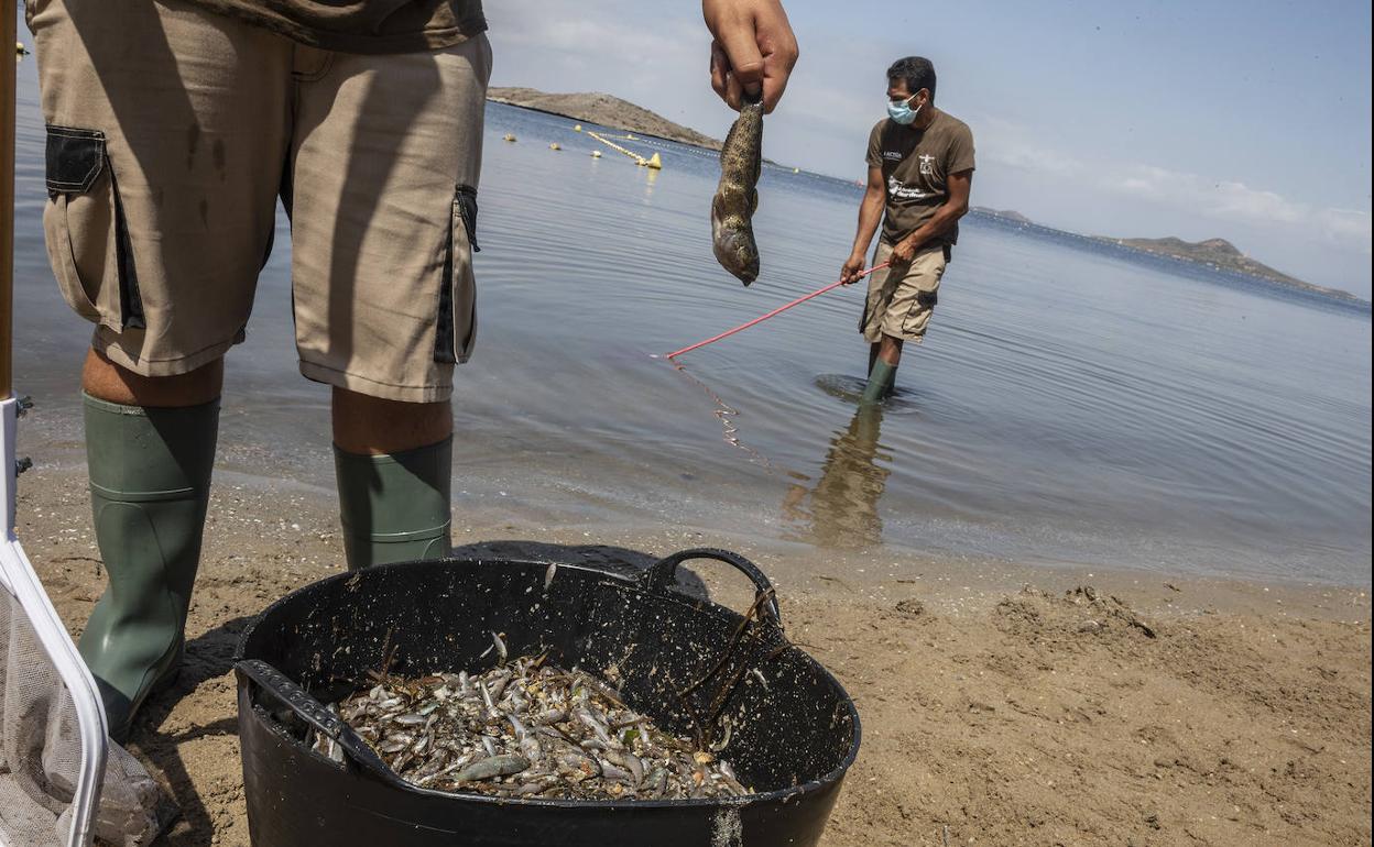 Empleados de la limpieza de playas, este miércoles, recogiendo peces y crustáceos muertos en La Manga.